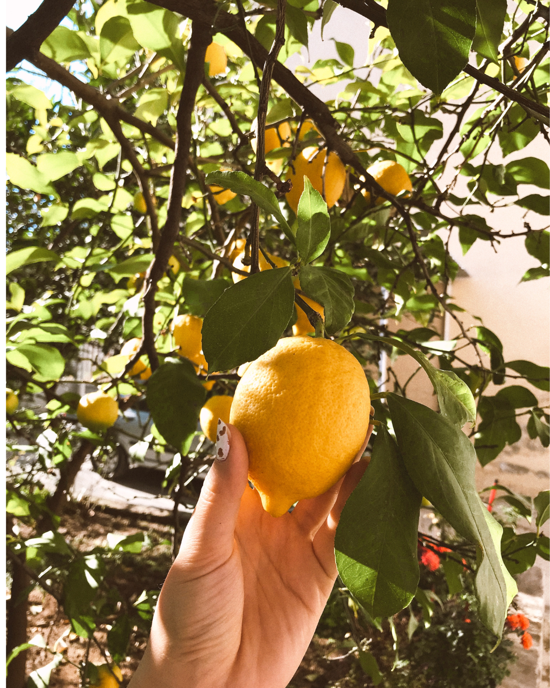 How to plant a citrus tree